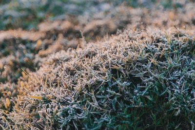 Close-up of dry plants on field during winter