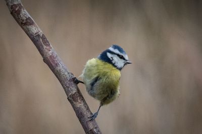 Close-up of bird perching on tree