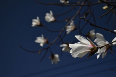 Close-up of white cherry blossoms in spring
