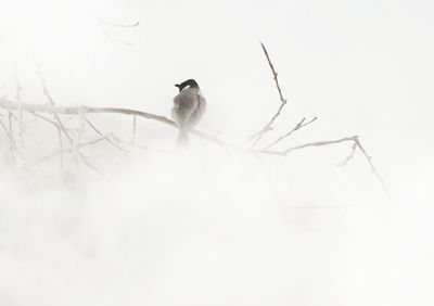 Bird perching on a snow