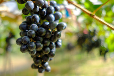 Close-up of grapes growing in vineyard