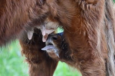 Close-up of cow