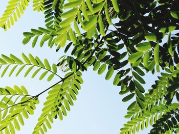 Low angle view of tree against clear sky