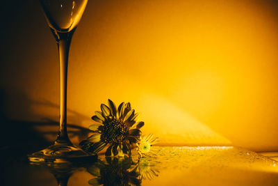 Close-up of yellow flower in glass