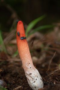 Close-up of stink horn mushroom 