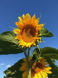 Close-up of sunflower against sky