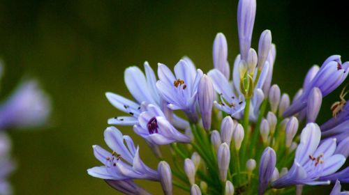 Close-up of purple flowering plant