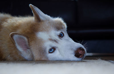 Close-up portrait of dog relaxing