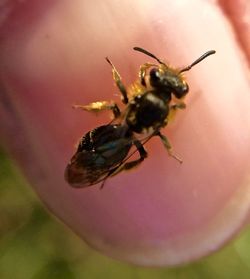 Close-up of bee pollinating on white flower
