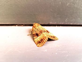 High angle view of leaf on metal