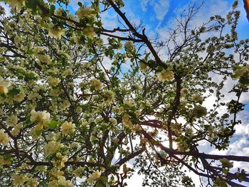 Low angle view of flowers on tree