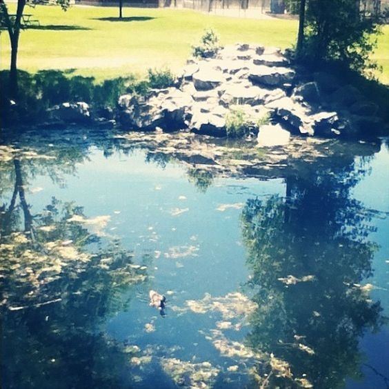 water, reflection, lake, tree, tranquility, nature, tranquil scene, beauty in nature, bird, scenics, day, outdoors, standing water, sunlight, river, waterfront, pond, no people, leaf, growth