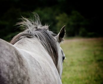 Close-up of a horse