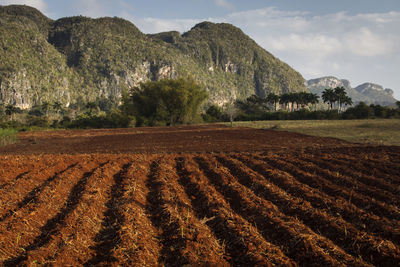 Scenic view of agricultural field against sky