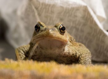 Colour shot of a toad on a doormat with a white plastic bag behind