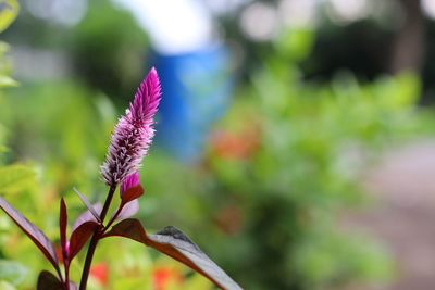 plant
