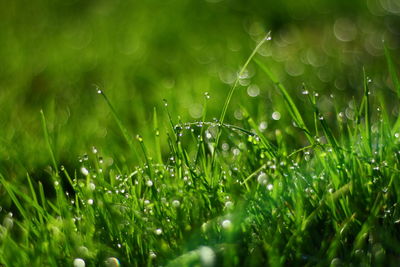 Close-up of wet grass during rainy season