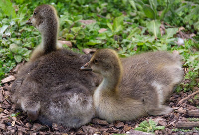 Ducks in a field