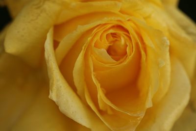 Close-up of yellow rose flower