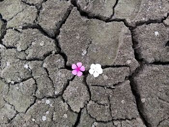 Directly above shot of periwinkles on barren field