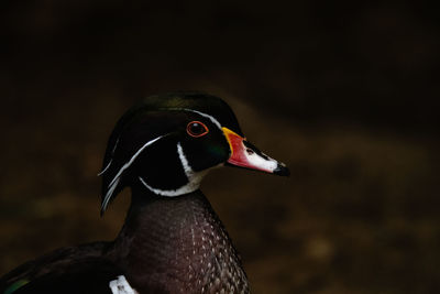 Close-up of a bird