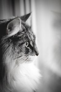 Close-up of a cat looking away