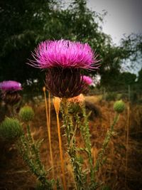 Close-up of thistle flower on field