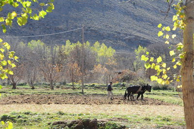 Horses in a forest