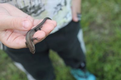 Low section of man holding lizard while standing on field