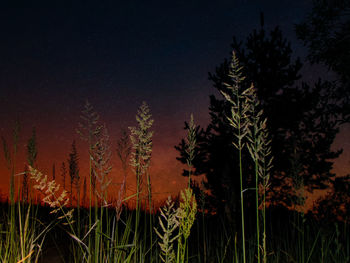 Low angle view of silhouette trees against sky at night