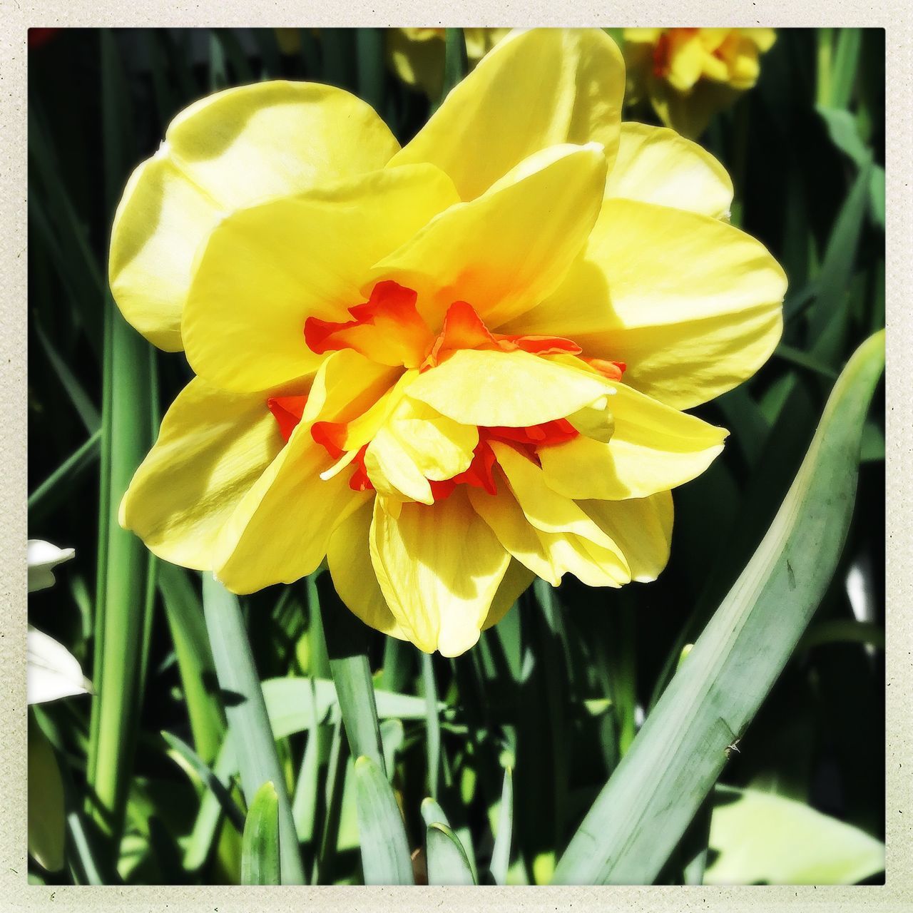 flowering plant, flower, plant, beauty in nature, freshness, petal, fragility, yellow, flower head, transfer print, vulnerability, inflorescence, close-up, growth, auto post production filter, nature, no people, day, daffodil, outdoors, spring