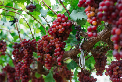 Close-up of berries growing on tree