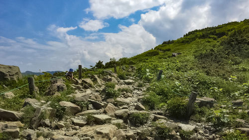 Plants growing on land against sky