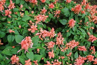 High angle view of pink flowering plants