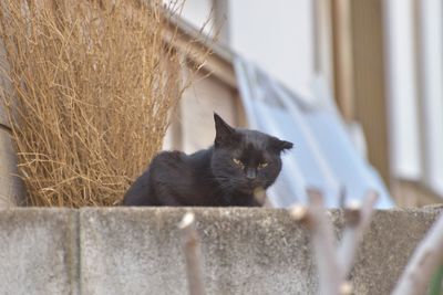 Portrait of cat sitting on retaining wall