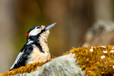 Close-up of a bird