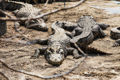 High angle view of crocodile on a field