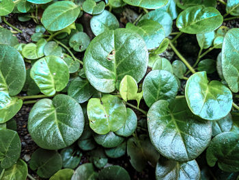 Full frame shot of fresh green leaves