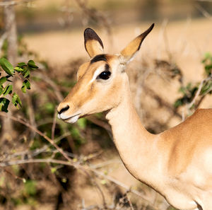 Close-up of deer on field