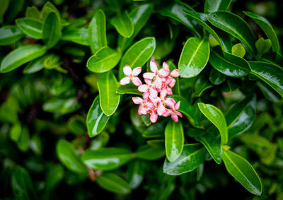 High angle view of flowering plant