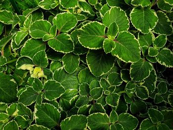 Full frame shot of fresh green leaves