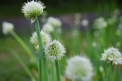 Close-up of white flowering plants