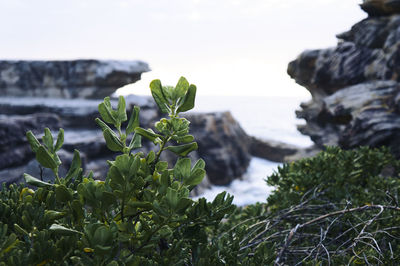 Close-up of plants against sea