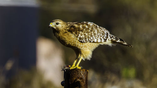 Close-up of sparrow perching outdoors