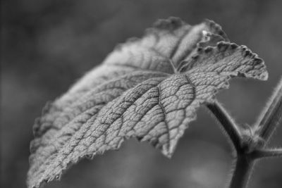 Close-up of dried plant