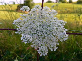 Close-up of white flowers