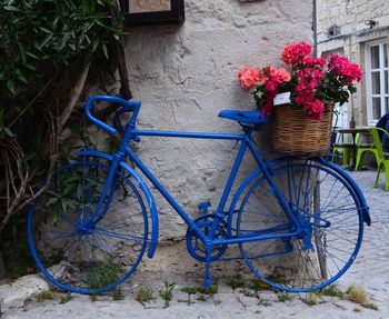 Potted plant on bicycle against wall