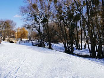 Trees against sky during winter