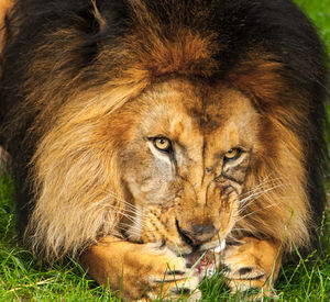 Close-up portrait of a cat