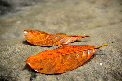 Close-up of dry leaf on autumn leaves